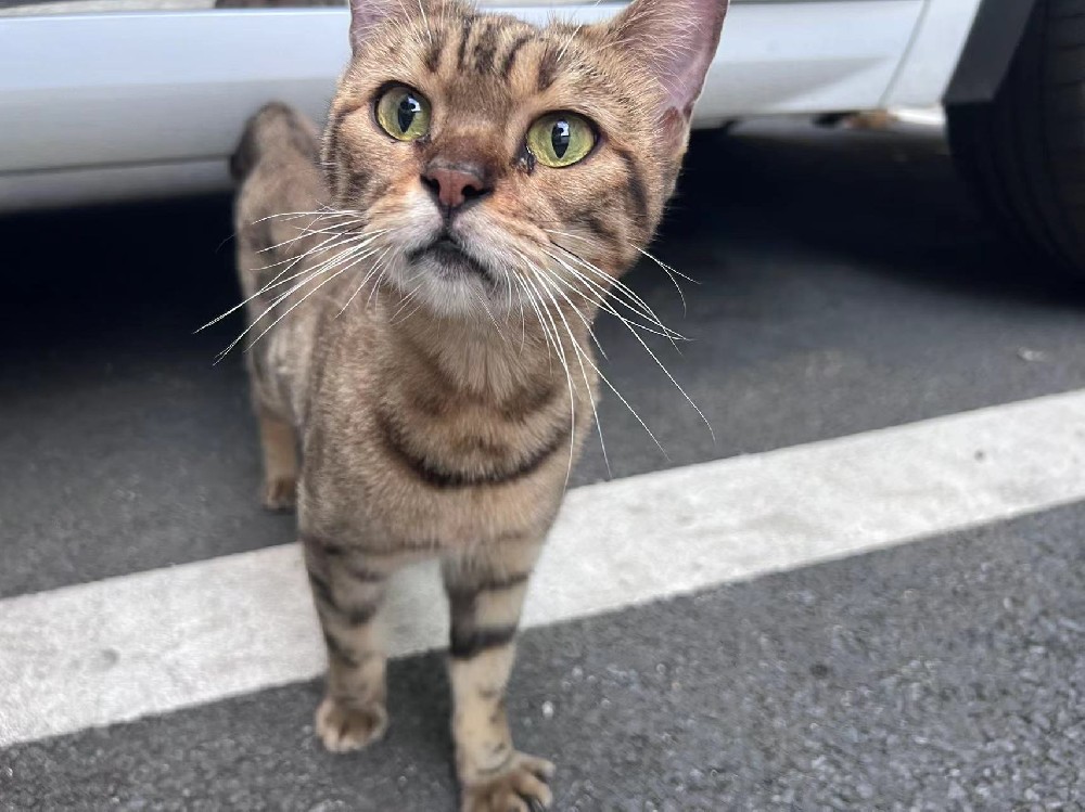 中华田园猫