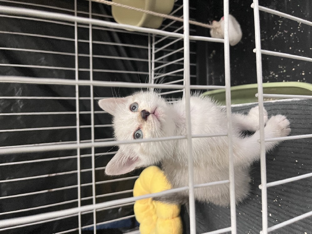 中华田园猫 奶白